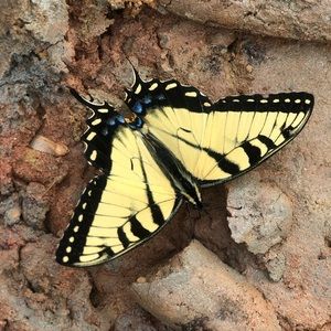 Meet your Posher, Chandler